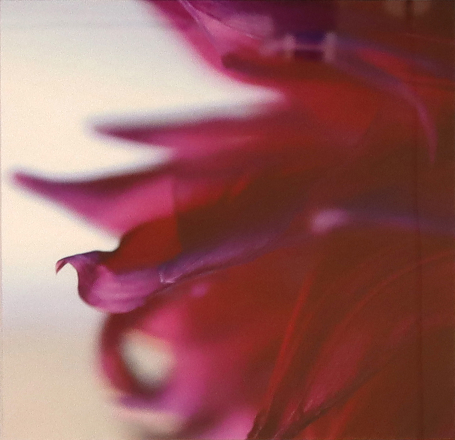 Marisai Dahlia, 2024 Photograph By Abigail Kreuser